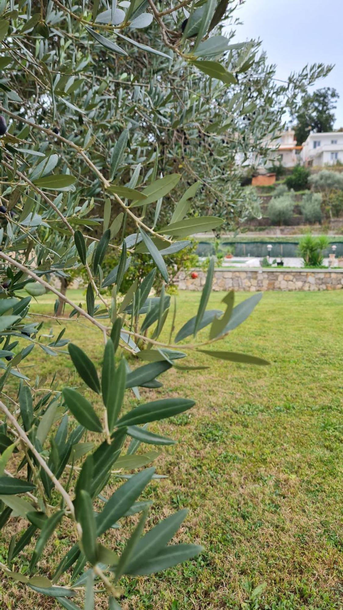 فندق La Hacienda أولتْسي المظهر الخارجي الصورة